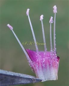  Stamens